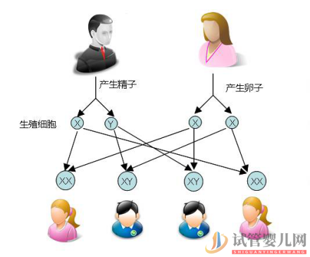 试管婴儿可以做双胞胎选性别吗？(图1)