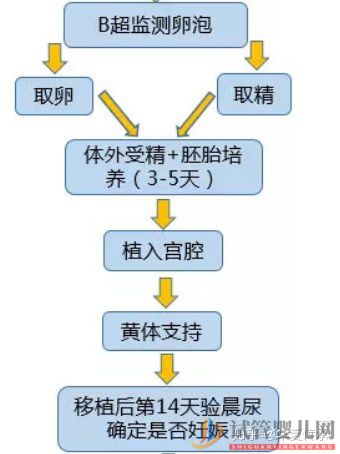 试管婴儿具体流程(图2)