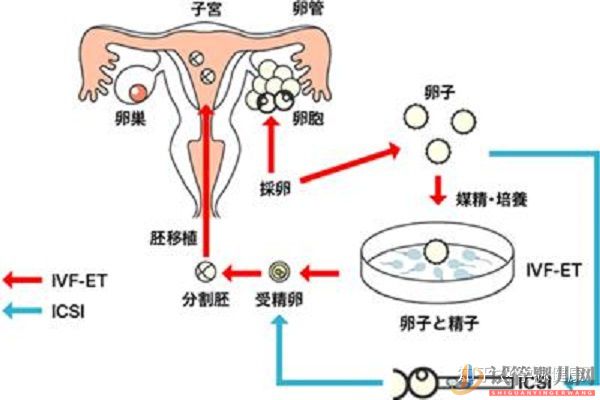 试管婴儿和普通的婴儿长大后啥区别_我国的首例试管(图1)