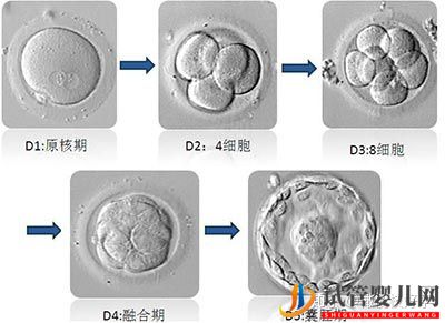 做试管婴儿流程最全讲解(图4)