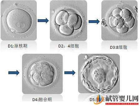 泰国做试管，移植哪个阶段胚胎更好？(图1)