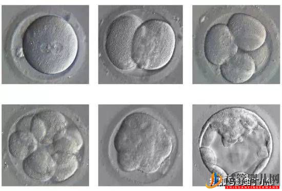 试管婴儿移植后多久算成功(图1)