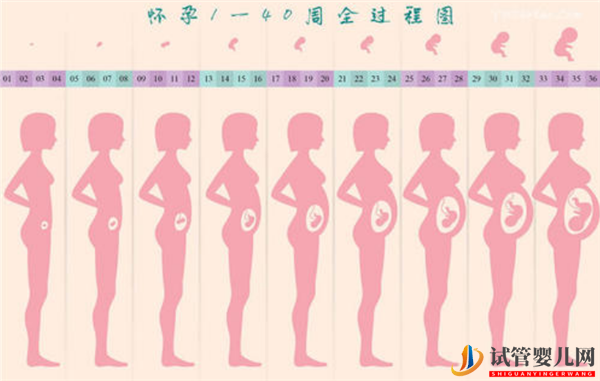 通过试管婴儿移植成功后多久会显肚子(图1)