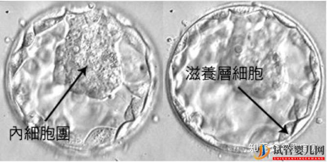 3分钟教你看懂胚胎等级报告(图5)