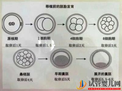 3分钟教你看懂胚胎等级报告(图2)