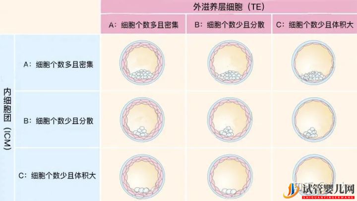 8分钟带你了解关于囊胚等级的一切(图2)