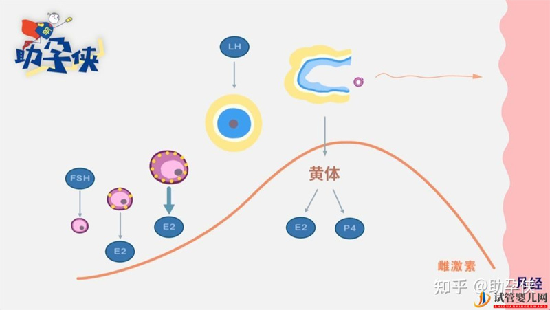 备孕完美的子宫内膜,雌孕激素了解下(图1)