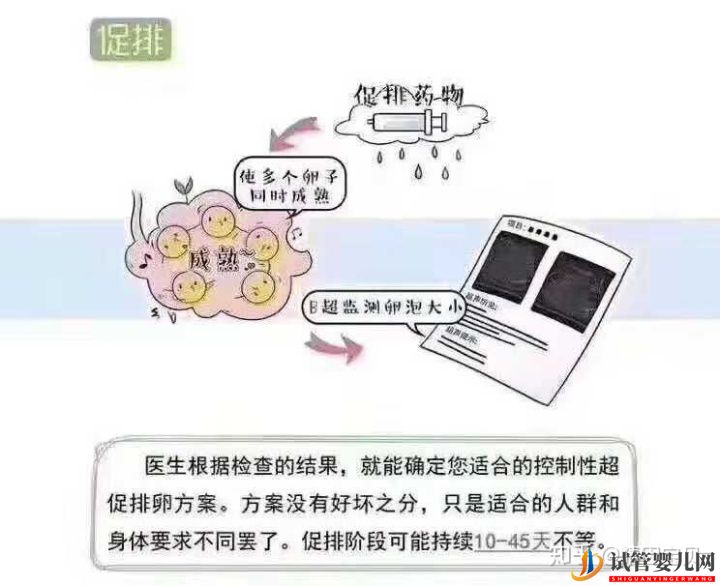 试管婴儿流程图,拿走不谢(图2)