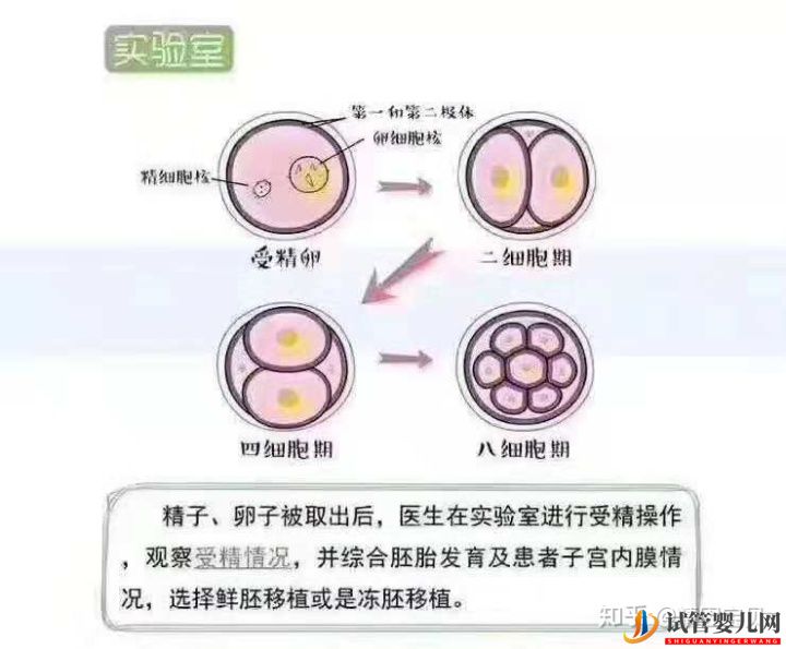 试管婴儿流程图,拿走不谢(图5)