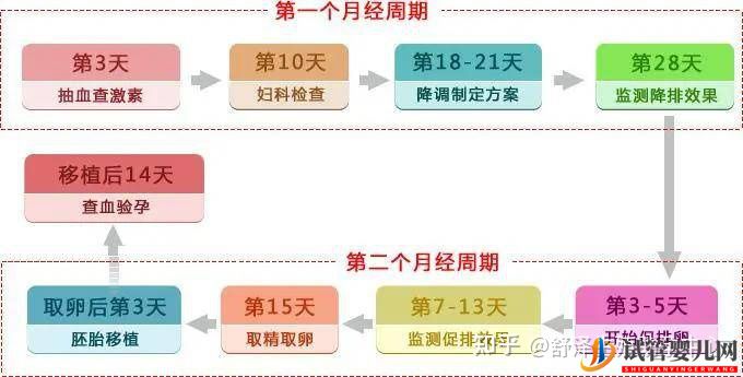 一个试管婴儿周期多长时间,具体流程怎么样(图1)