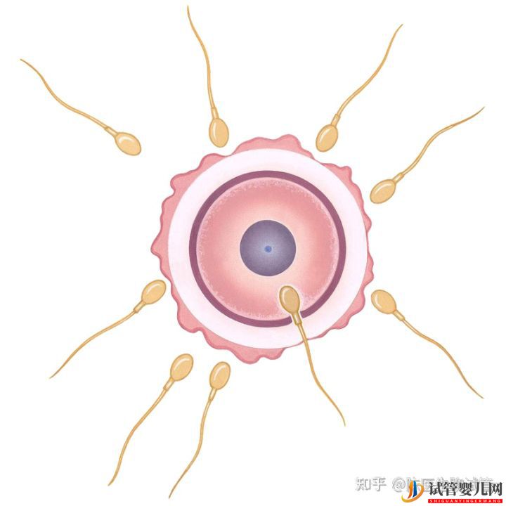 女性太伟大了!试管婴儿全过程操作步骤(图3)