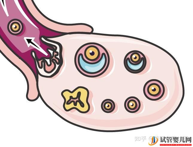 女性太伟大了!试管婴儿全过程操作步骤(图1)