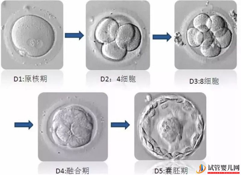 试管婴儿的胚胎等级如何划分(图1)