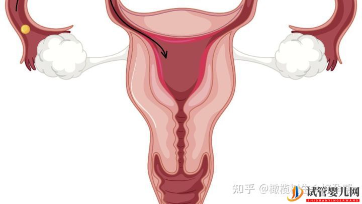 试管婴儿必查项目性激素六项报告数值逐个(图4)