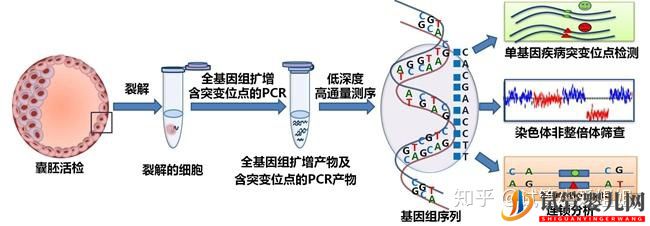 泰国试管高达70%的成功率,做到5点(图4)