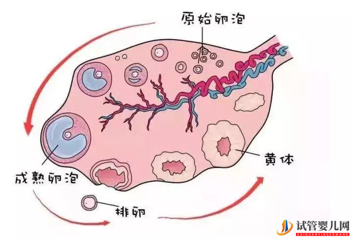 想要提高试管婴儿的成功率，应该如何提高卵子的质量和使用率？(图1)