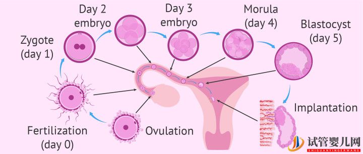 美国试管婴儿_这样的囊胚才是极好的(图5)