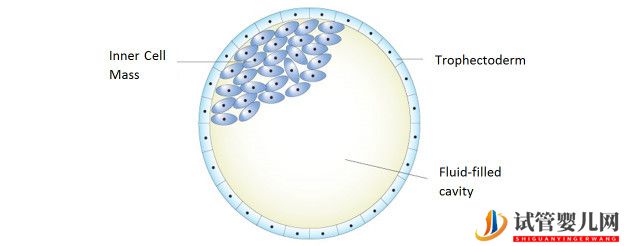 美国试管婴儿_这样的囊胚才是极好的(图4)