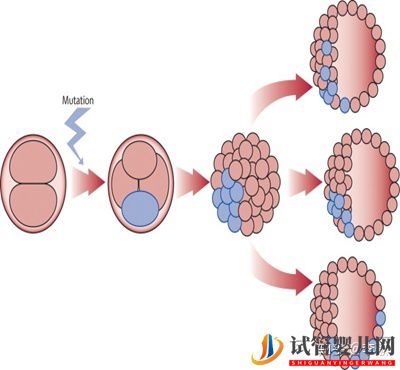 三代试管婴儿那些事儿(图4)