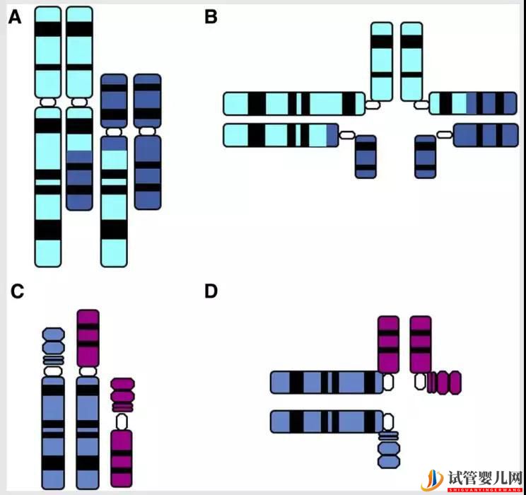 “完全正常”染色体的第三代试管婴儿是真的吗？(图1)