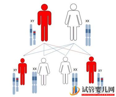 第三代试管婴儿技术可以筛查哪些常见的遗传疾病呢(图2)