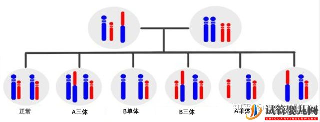 夫妻染色体没问题,为什么胚胎染色体异常就有问题(图2)