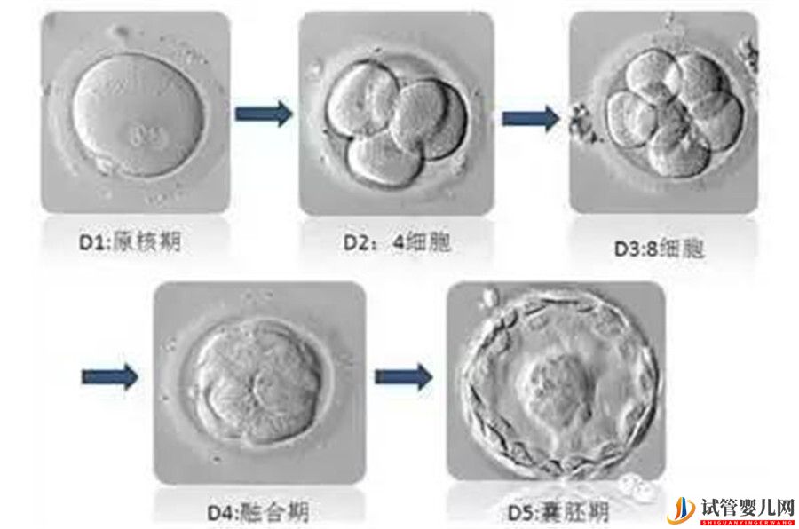 看完这篇试管婴儿养囊的利弊，你会继续选择养囊吗？(图1)