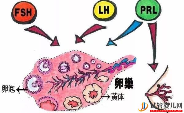 美国试管成功率的关键-获得健康卵子(图1)