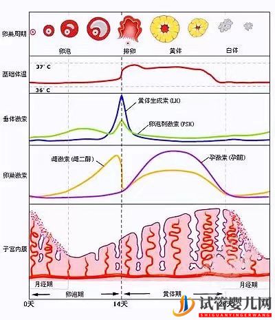 女性雌激素过高会降低试管移植成功率吗？女性雌激素多还是少较好(图1)