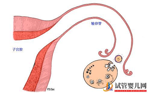 40多了,怀孕的几率还有多少_做供卵试管几率又是多(图1)