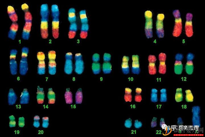 胚胎异常染色体都是我的锅,我背了!(图1)
