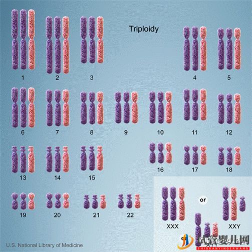胚胎异常染色体都是我的锅,我背了!(图4)