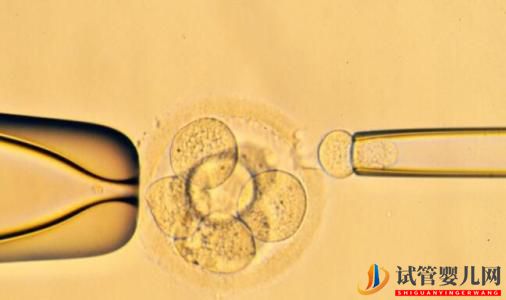 试管婴儿的鲜胚、囊胚、冻胚,都有说明区别已经成功率(图1)