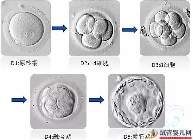 试管婴儿冻胚和鲜胚哪个成功率高(图1)