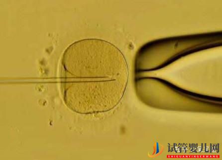 试管过程中影响成功率的关键是什么,鲜胚、冻胚(图4)
