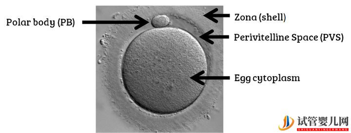 试管婴儿卵子质量完整指南-卵子质量完整攻略(图1)