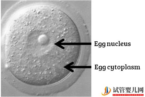 试管婴儿卵子质量完整指南-卵子质量完整攻略(图5)