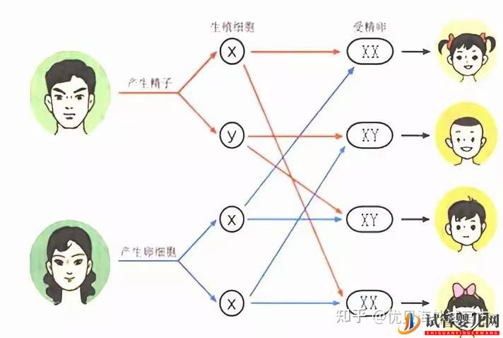 生男生女是由什么决定的三代试管婴儿可以解决吗(图1)