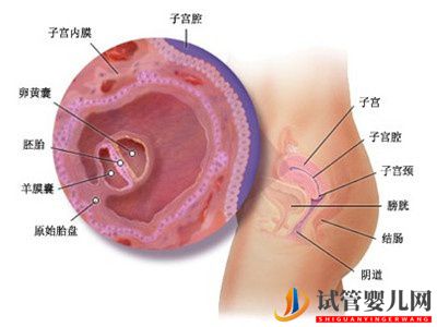 胚胎移植阶段该如何提升试管婴儿的成功率？(图1)