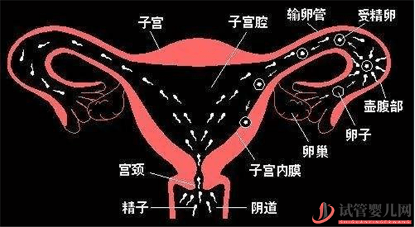 试管婴儿和自然怀孕的宝宝会有区别么(图2)