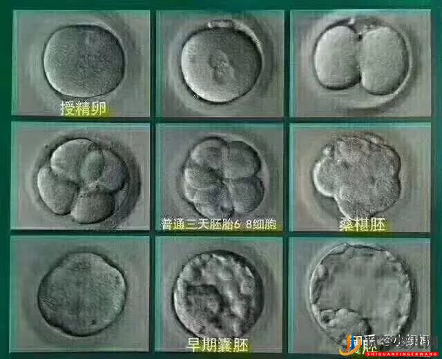 康定试管宝宝怎么推算预产期(图5)