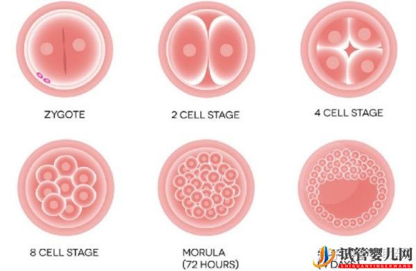 美国试管胚胎移植几个最好呢(图5)