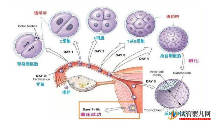 去泰国做第三代试管,国内哪些机构才靠谱(图2)