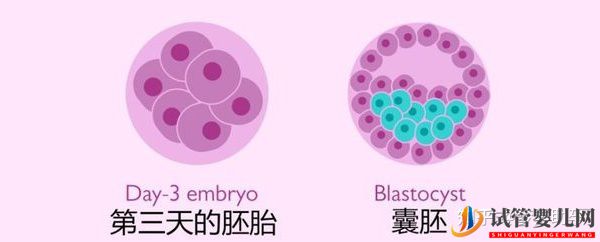 教你自测美国试管婴儿成功率(图5)