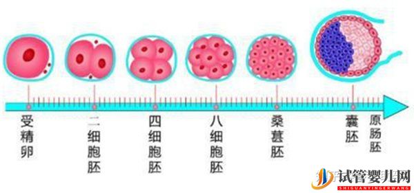 赴美试管婴儿要经历哪些流程呢(图5)