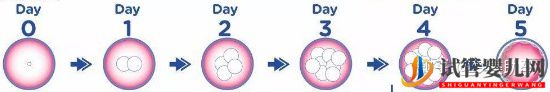 赴美做试管婴儿的具体操作流程(图11)