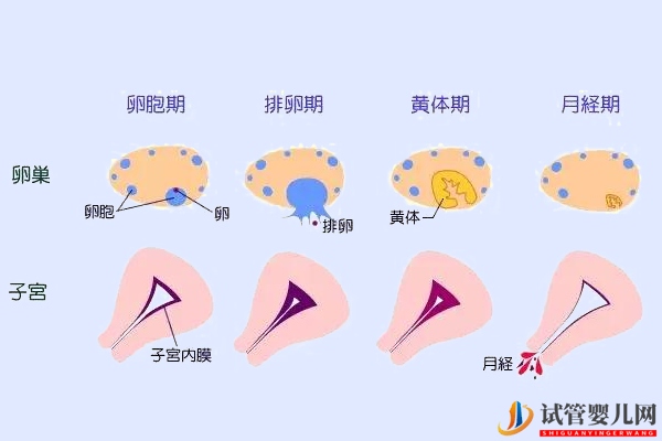 内膜厚4.9mm警惕月经不规律！吃八珍益母胶囊试试看(图1)