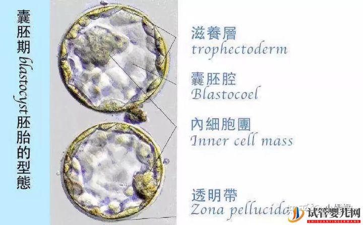 囊胚级别划分,什么级别的囊胚成功率最高(图6)