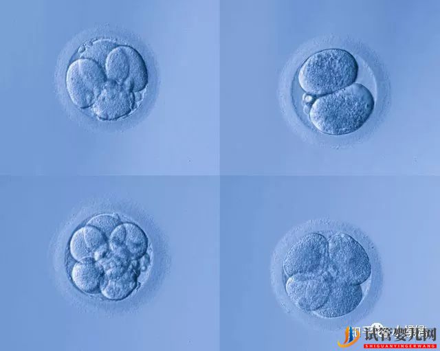 囊胚级别划分,什么级别的囊胚成功率最高(图1)