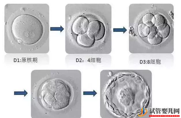 囊胚级别划分,什么级别的囊胚成功率最高(图2)